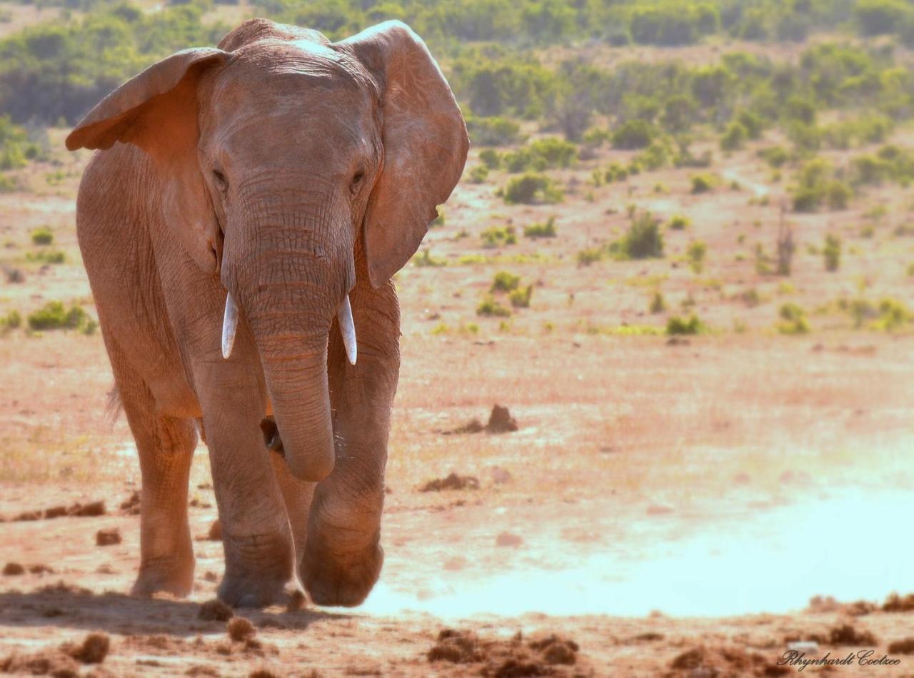 Addo Elephant Safari Lodge - Bellevue Forest Reserve Paterson エクステリア 写真