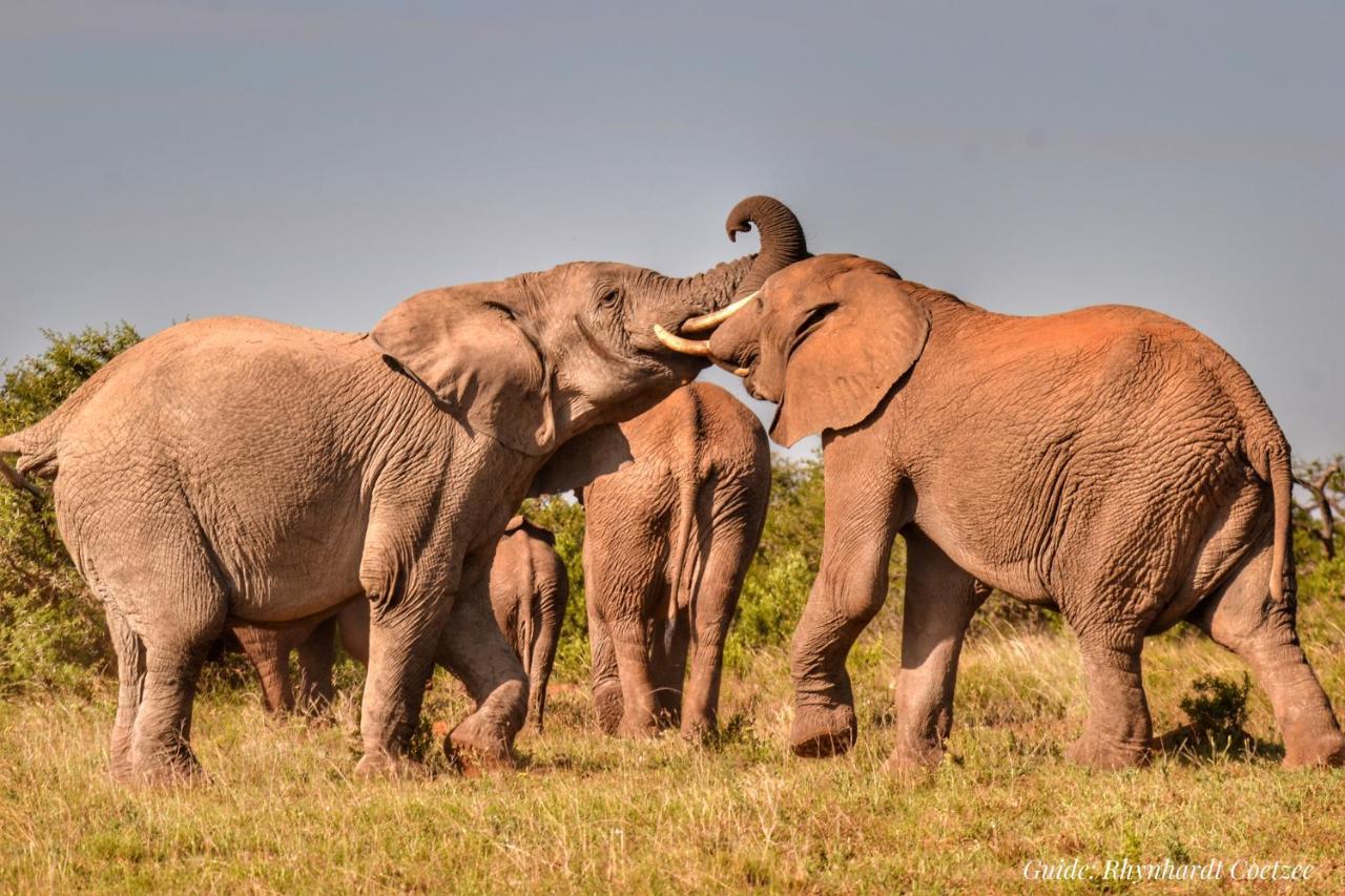 Addo Elephant Safari Lodge - Bellevue Forest Reserve Paterson エクステリア 写真
