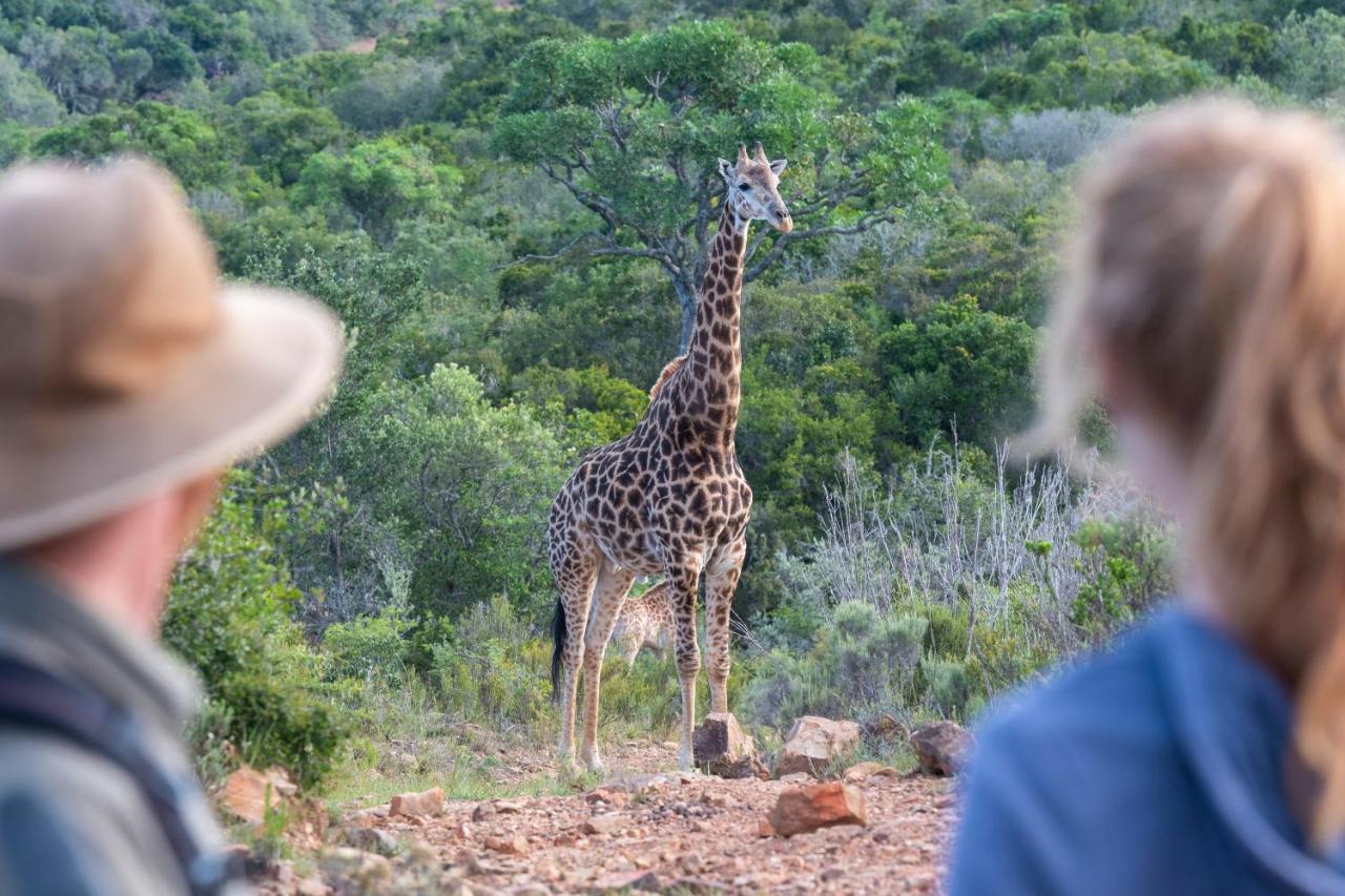 Addo Elephant Safari Lodge - Bellevue Forest Reserve Paterson エクステリア 写真