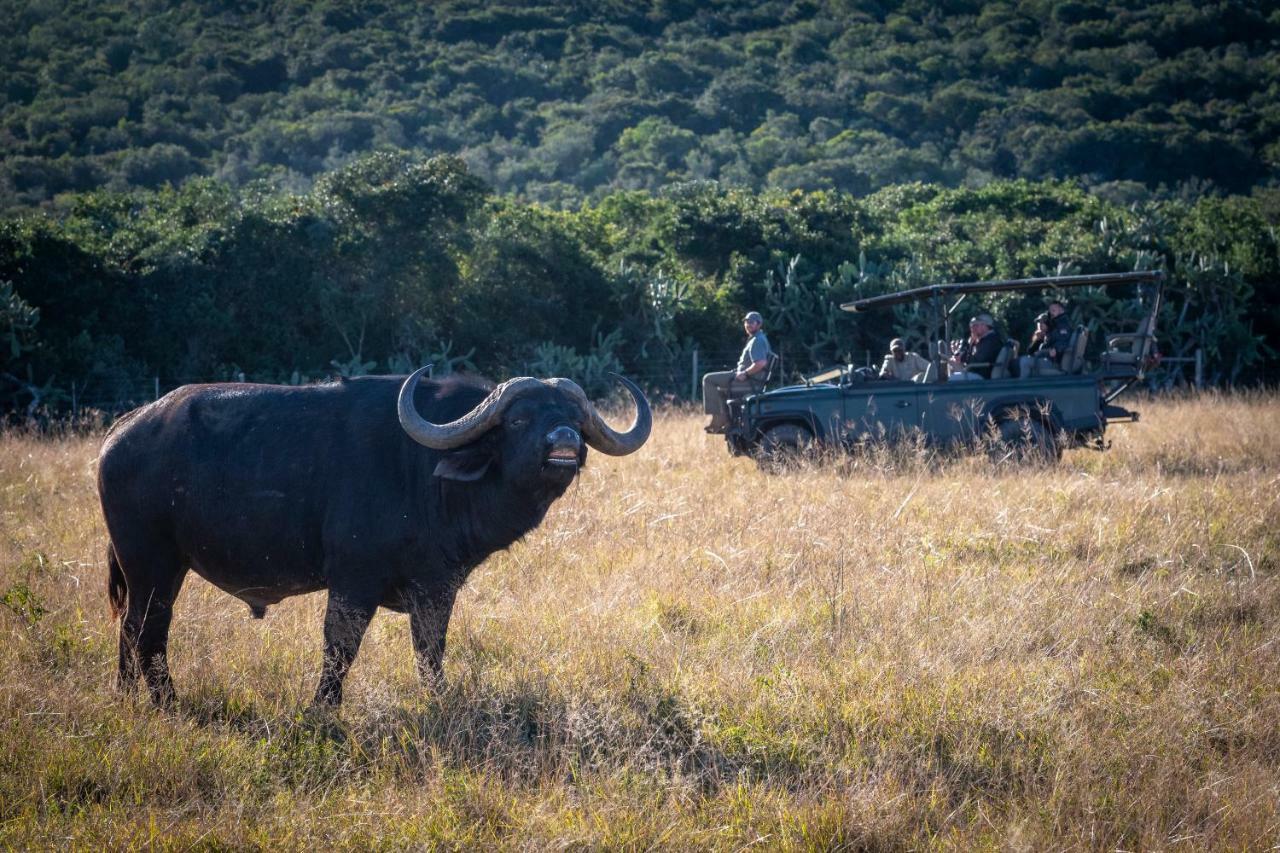 Addo Elephant Safari Lodge - Bellevue Forest Reserve Paterson エクステリア 写真