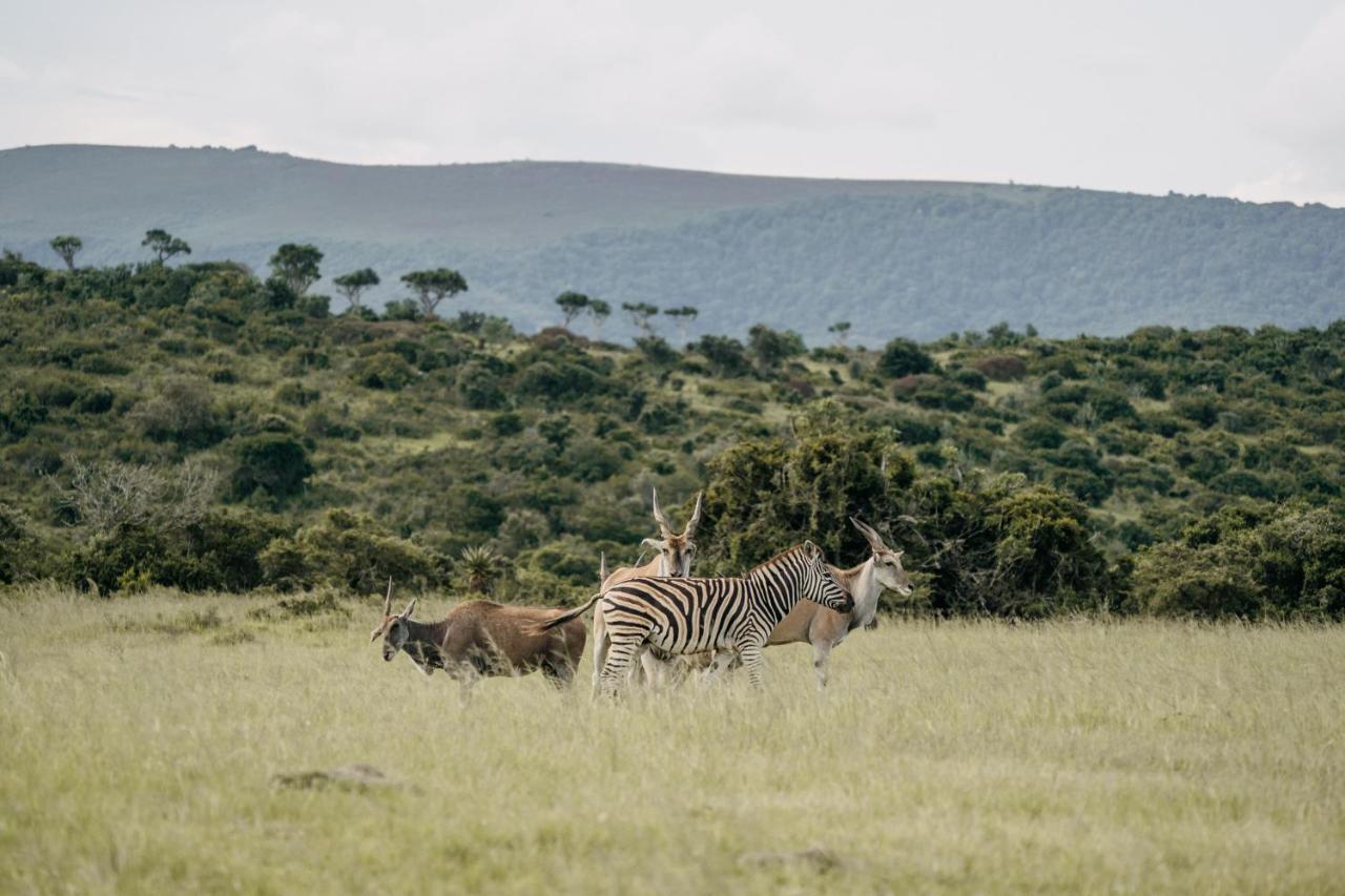 Addo Elephant Safari Lodge - Bellevue Forest Reserve Paterson エクステリア 写真