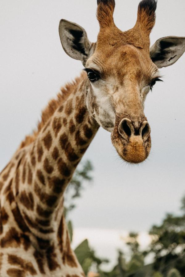Addo Elephant Safari Lodge - Bellevue Forest Reserve Paterson エクステリア 写真