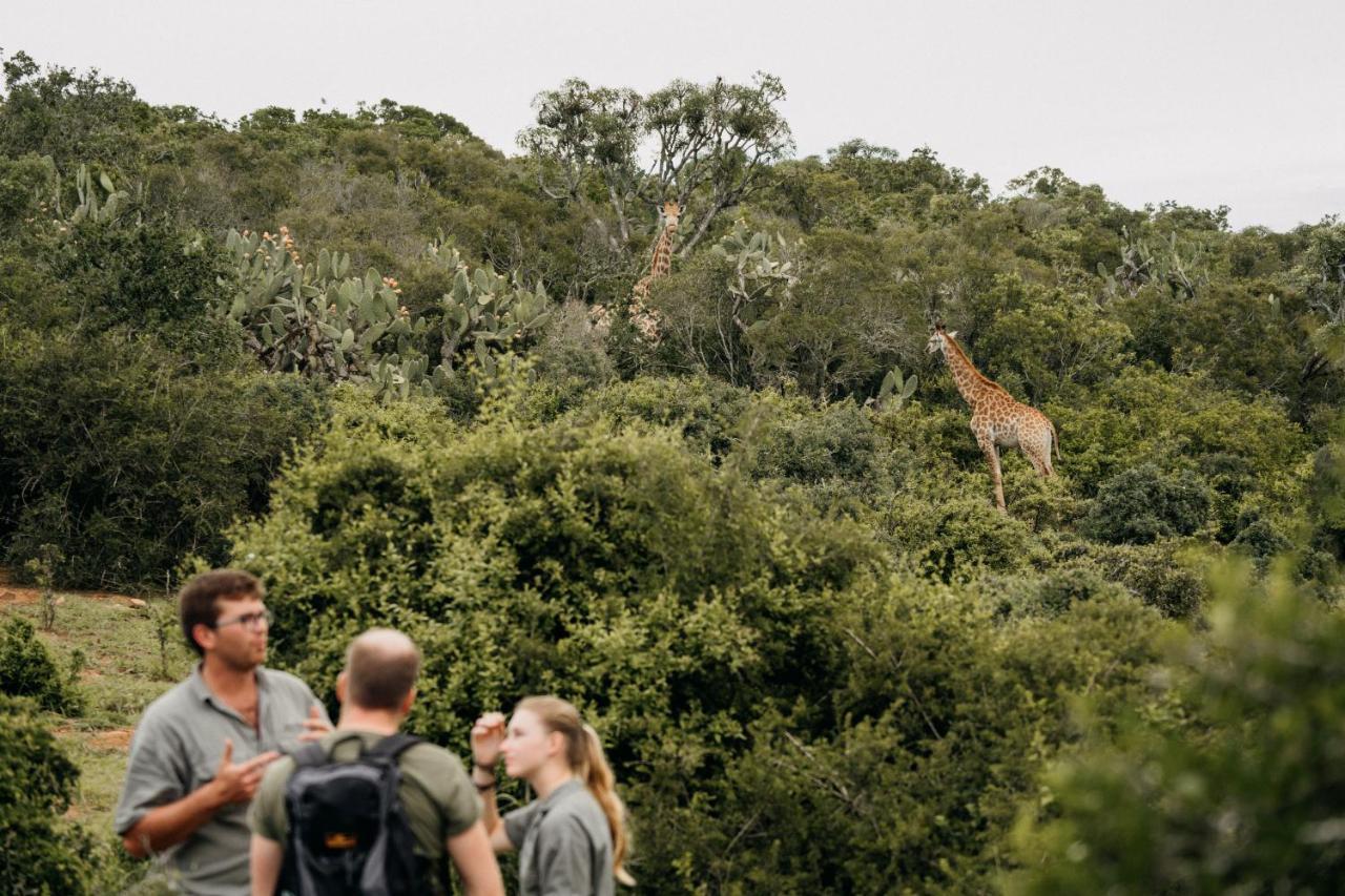 Addo Elephant Safari Lodge - Bellevue Forest Reserve Paterson エクステリア 写真